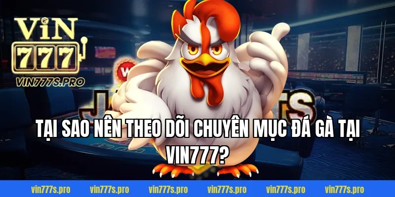 Tại sao nên theo dõi chuyên mục đá gà tại VIN777?
